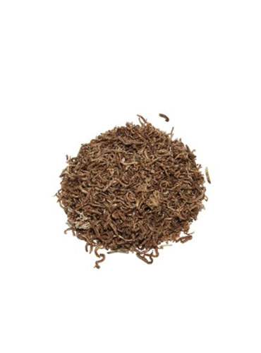 CHIRONOMUS