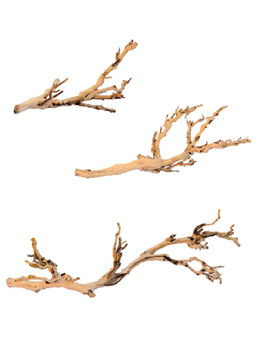 FOREST BRANCH