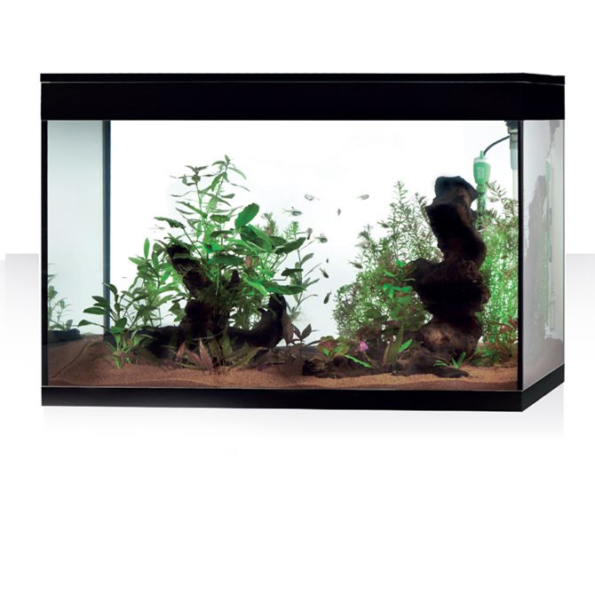 PURE XL HC LED