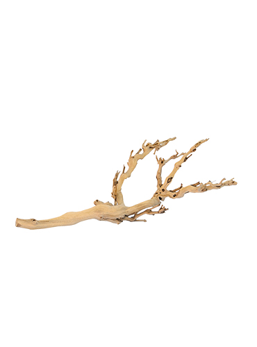 FOREST BRANCH