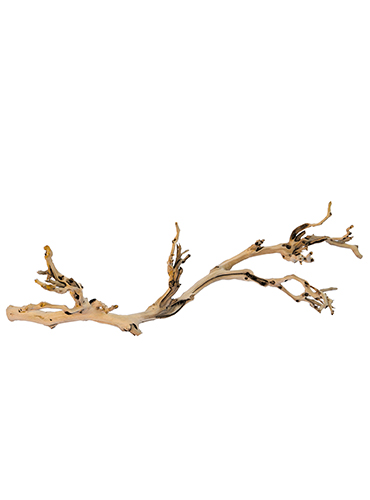 FOREST BRANCH