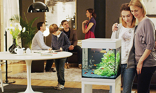 Your first aquarium: 4 things to know before starting out