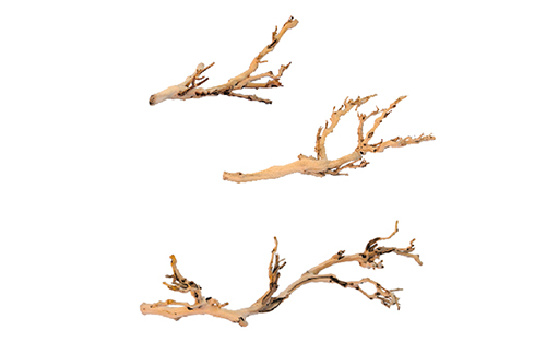 FOREST BRANCH