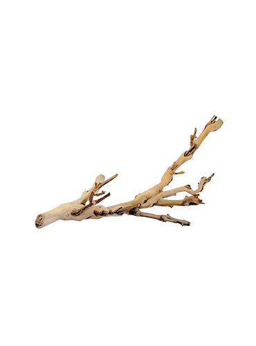 FOREST BRANCH
