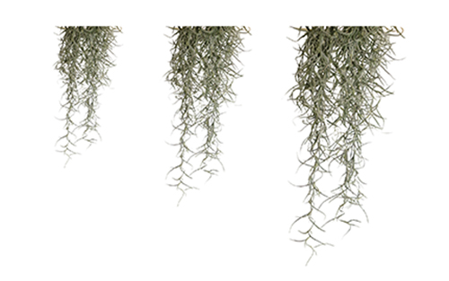 PIANTE DA FORESTA PLUVIALE | SPANISH MOSS