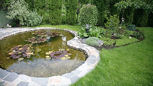 An important ally to your garden's wildlife